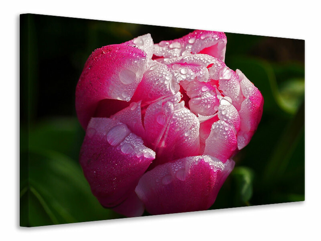Ljuddämpande tavla - tulip with morning dew in xl