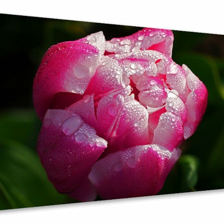 Ljuddämpande tavla - tulip with morning dew in xl