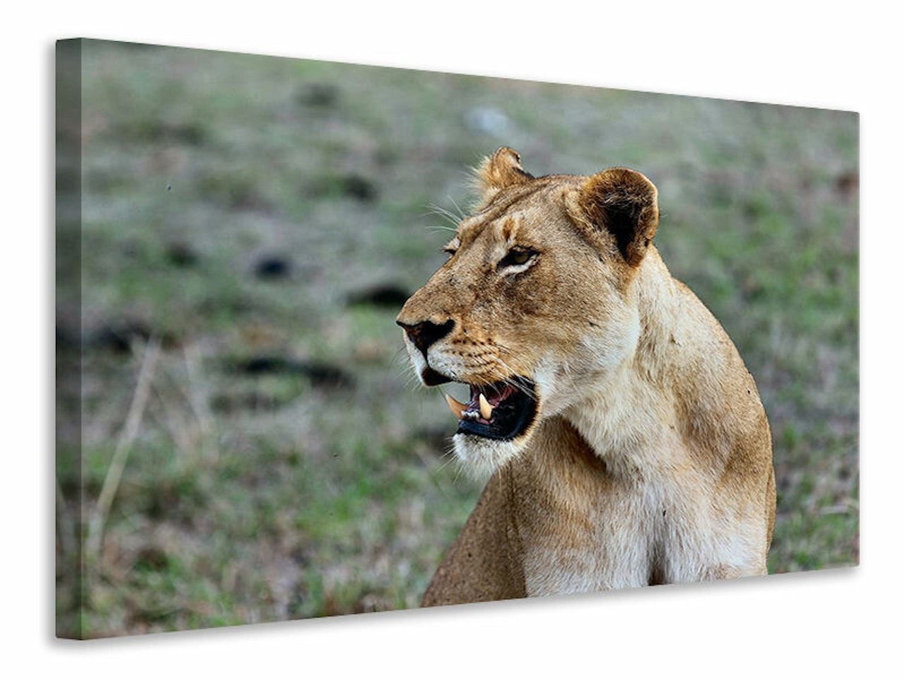 Ljuddämpande tavla - magnificent lioness