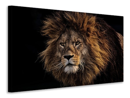 Ljuddämpande tavla - portrait of a lion