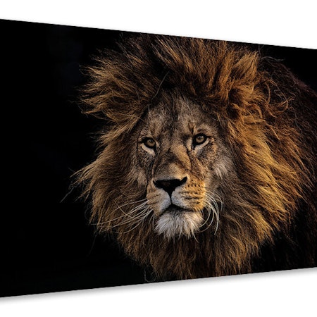 Ljuddämpande tavla - portrait of a lion
