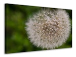 Ljuddämpande tavla - the dandelion in nature