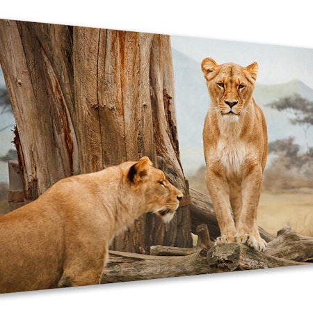 Ljuddämpande tavla - lions in africa
