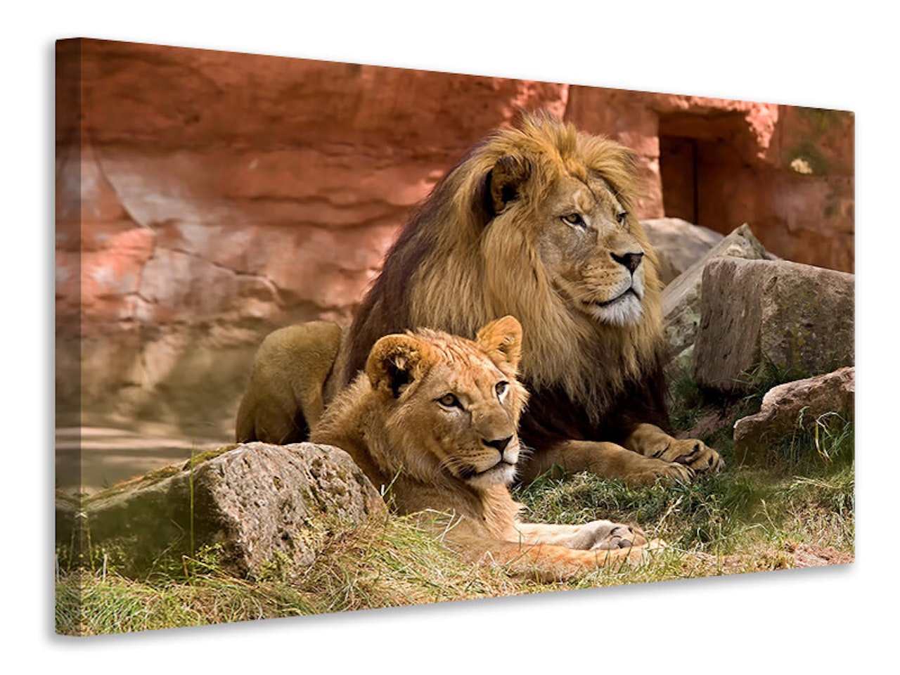 Ljuddämpande tavla - a lion couple