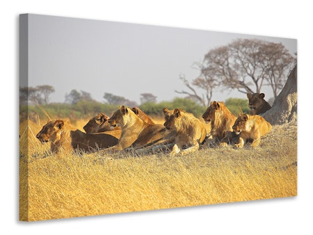 Ljuddämpande tavla - lion family
