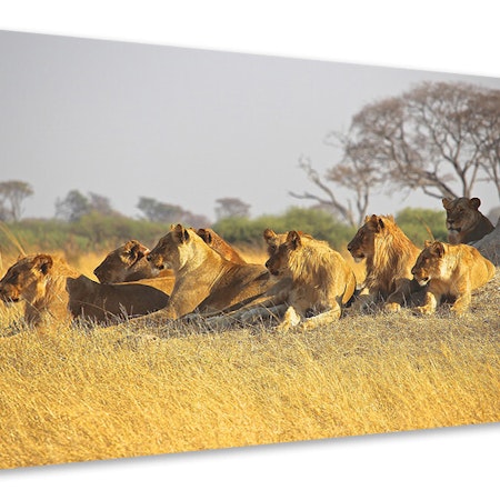 Ljuddämpande tavla - lion family