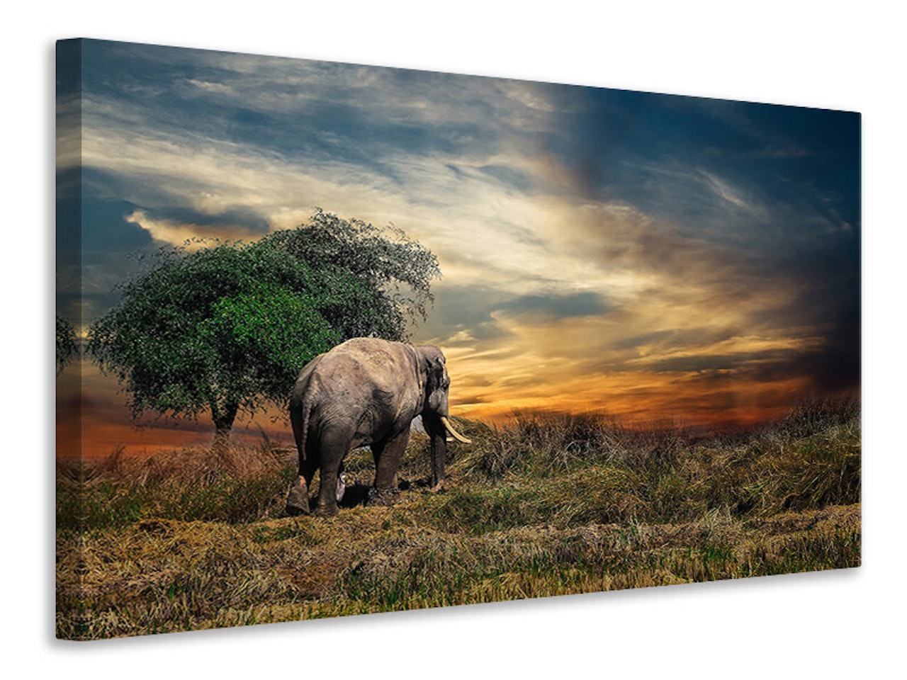 Ljuddämpande tavla - the elephant in the sunset