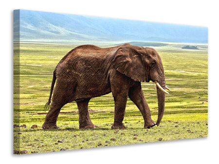 Ljuddämpande tavla - gorgeous elephant