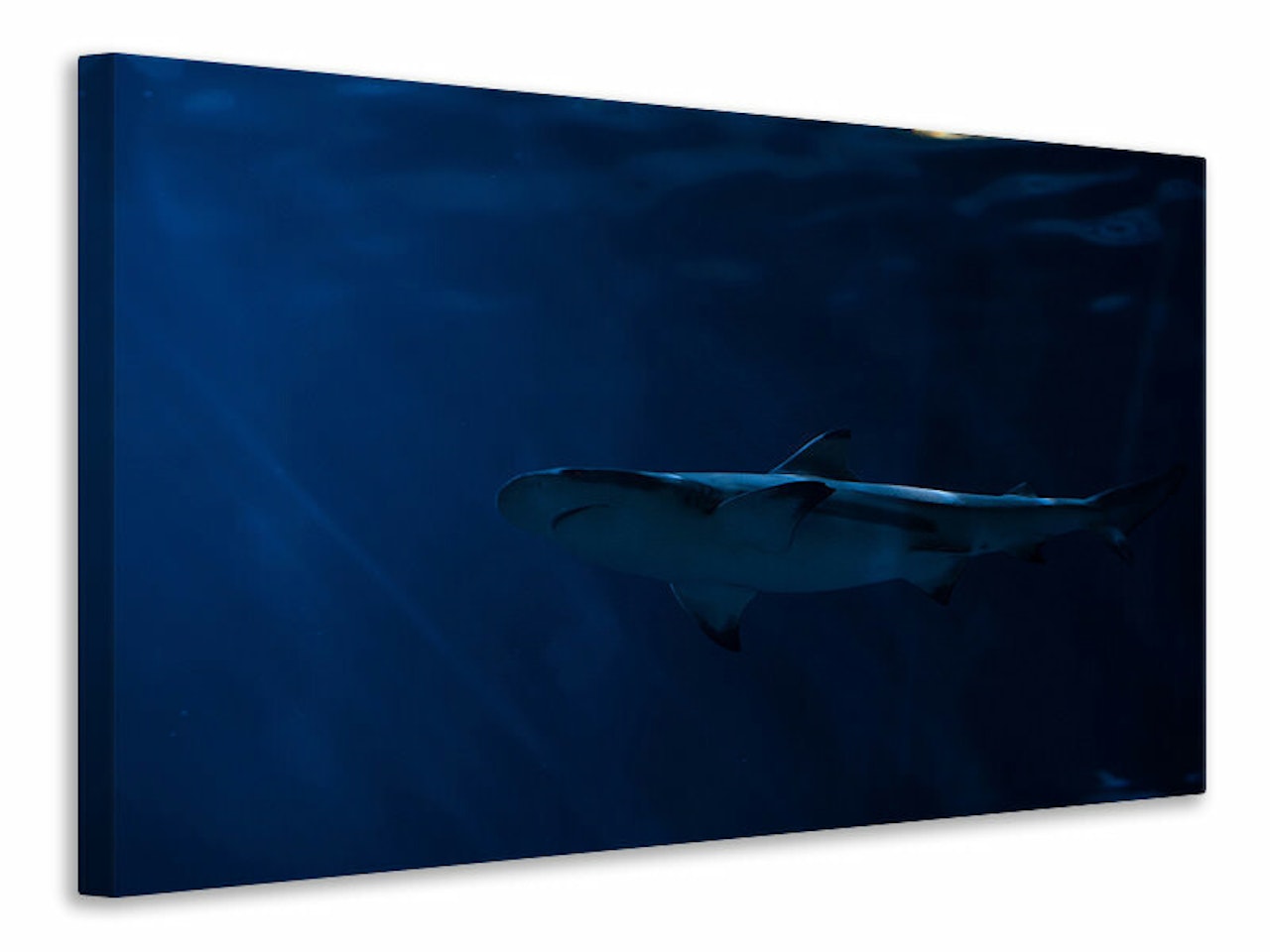 Ljuddämpande tavla - dangerous shark