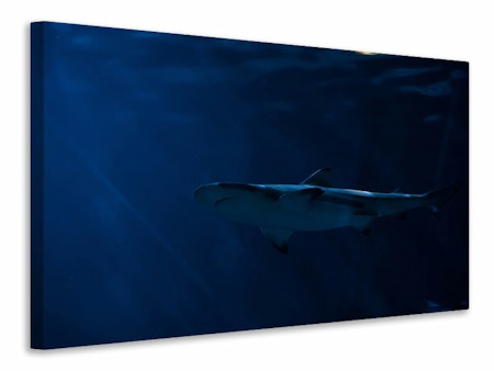 Ljuddämpande tavla - dangerous shark