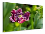 Ljuddämpande tavla - dark tulip in nature