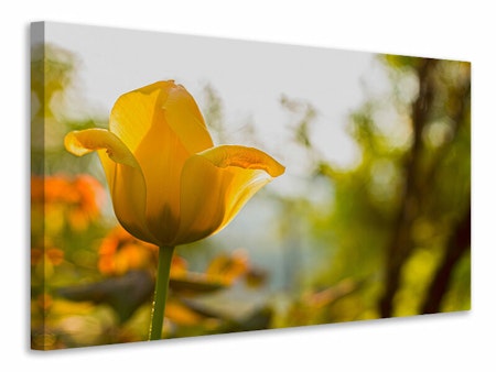 Ljuddämpande tavla - yellow tulip in the nature