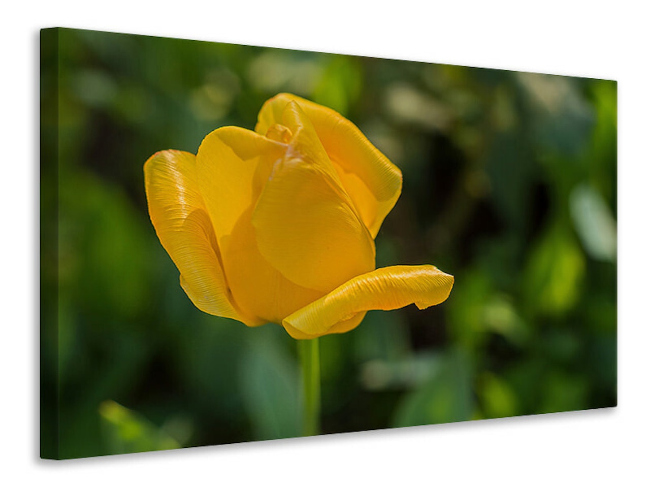 Ljuddämpande tavla - yellow tulip xl