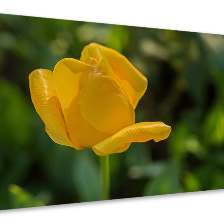 Ljuddämpande tavla - yellow tulip xl