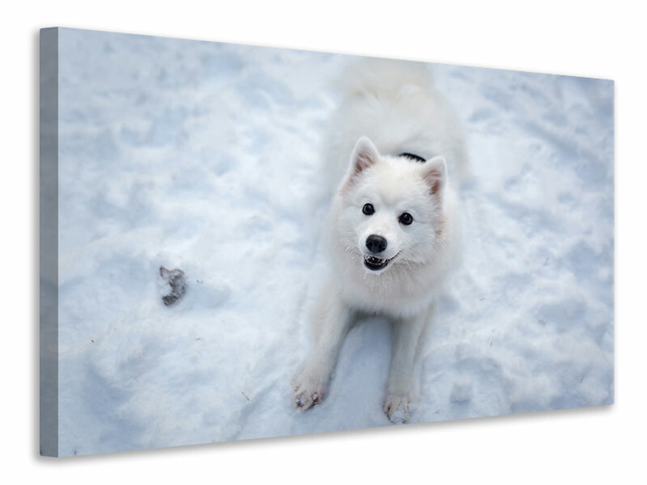 Ljuddämpande tavla - dogs joy in the snow