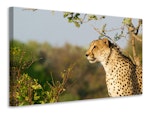 Ljuddämpande tavla - cheetah in nature