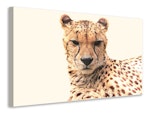 Ljuddämpande tavla - cheetah in the sun