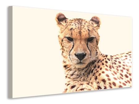 Ljuddämpande tavla - cheetah in the sun