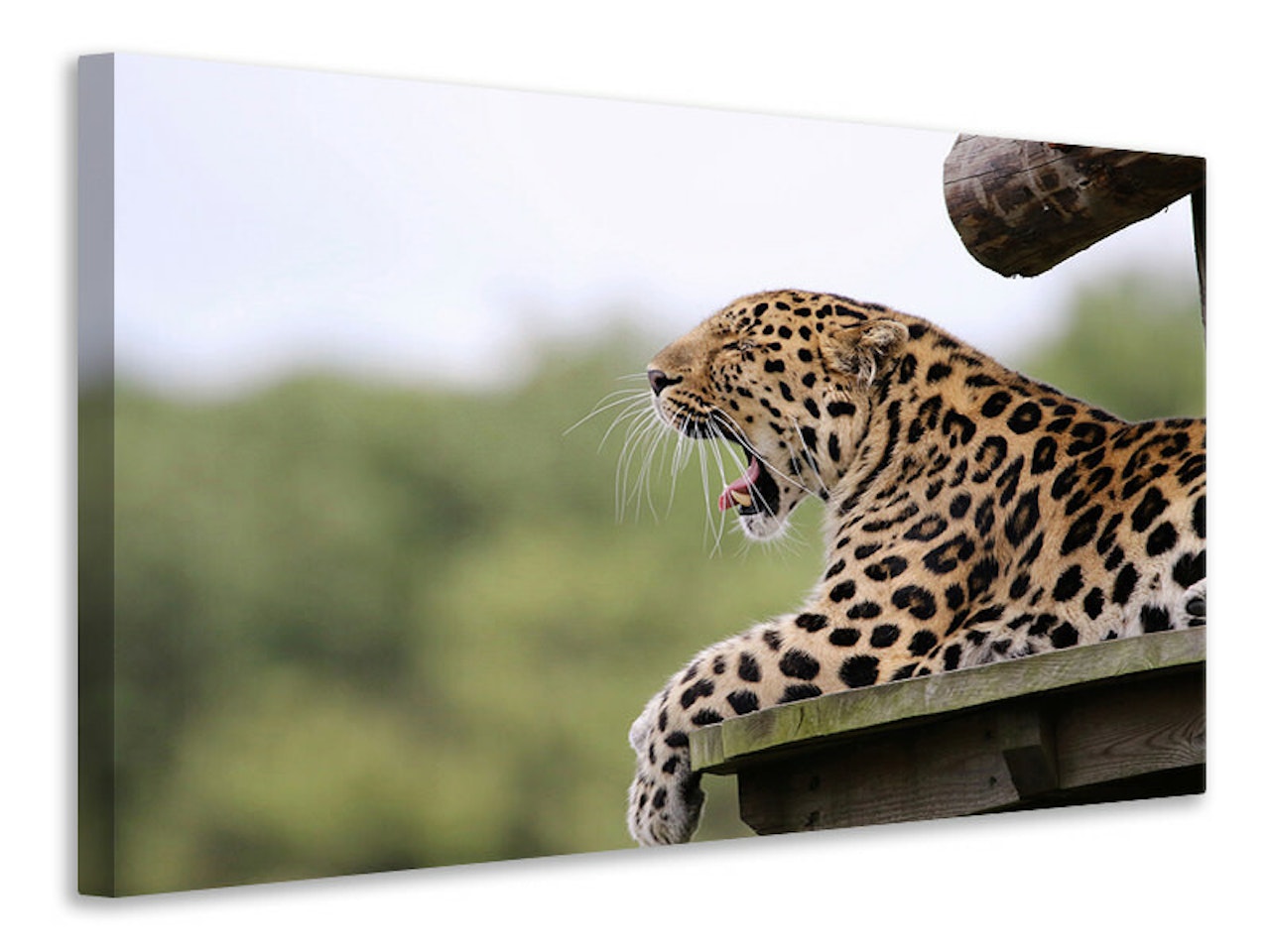 Ljuddämpande tavla - tired leopard