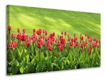 Ljuddämpande tavla - red tulip field in the sunlight