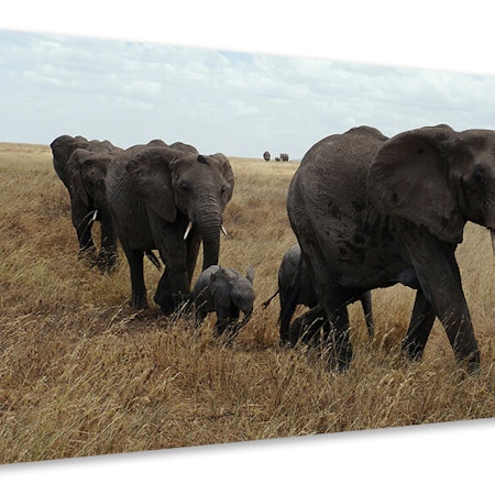 Ljuddämpande tavla - elephant family