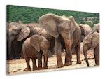 Ljuddämpande tavla - elephant herd in africa