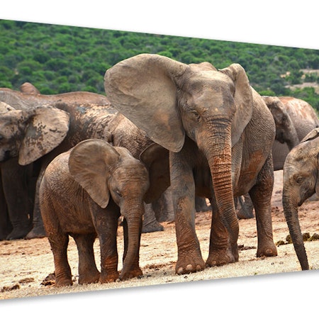 Ljuddämpande tavla - elephant herd in africa