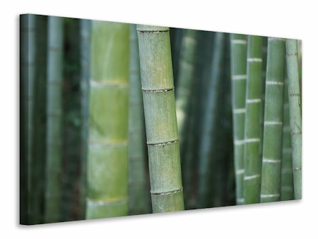Ljuddämpande tavla - bamboo in xxl