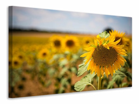 Ljuddämpande tavla - a sunflower in the field