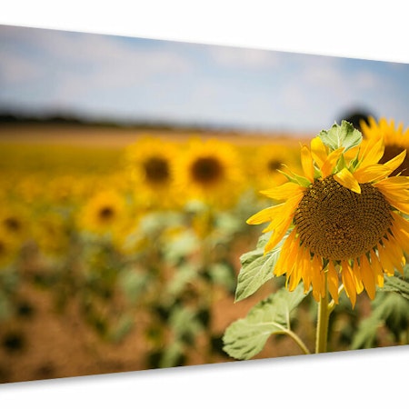 Ljuddämpande tavla - a sunflower in the field