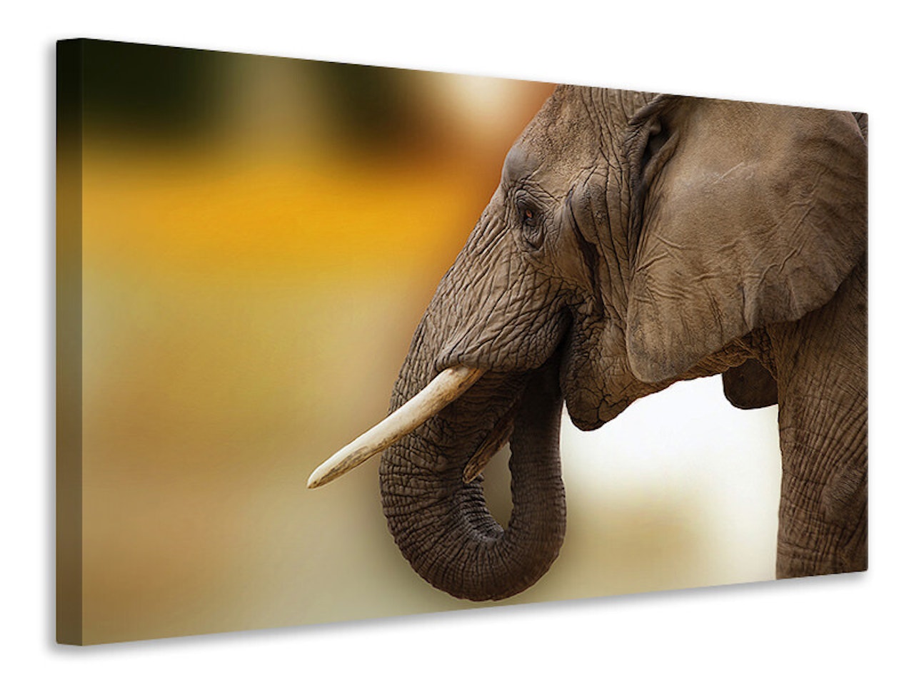 Ljuddämpande tavla - elephant close up