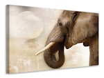 Ljuddämpande tavla - portrait of an elephant