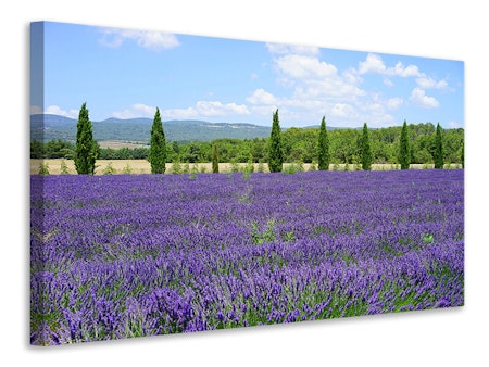 Ljuddämpande tavla - magnificent lavender field