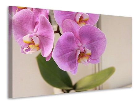 Ljuddämpande tavla - orchids with purple flowers in xl
