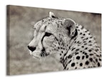 Ljuddämpande tavla - beautiful cheetah
