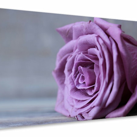 Ljuddämpande tavla - rose in purple xxl
