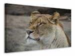Ljuddämpande tavla - head of a lioness
