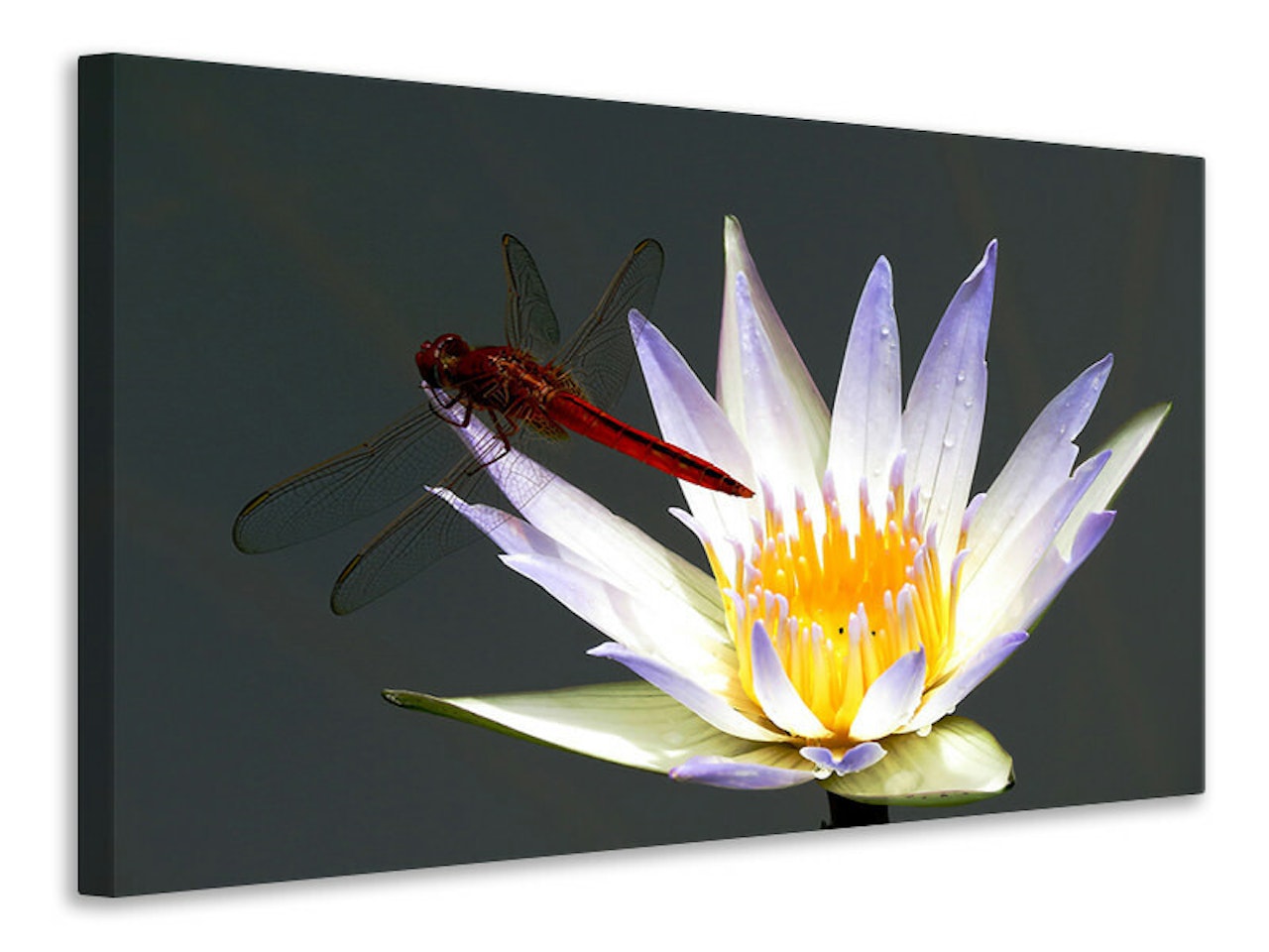 Ljuddämpande tavla - the dragonfly on the flower