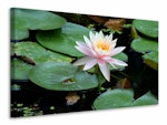 Ljuddämpande tavla - the proud water lily