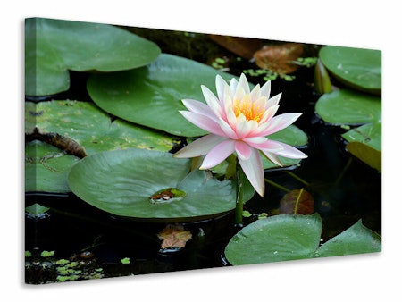 Ljuddämpande tavla - the proud water lily