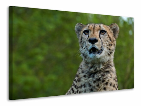 Ljuddämpande tavla - watchful cheetah