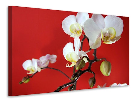 Ljuddämpande tavla - white orchids on red wall