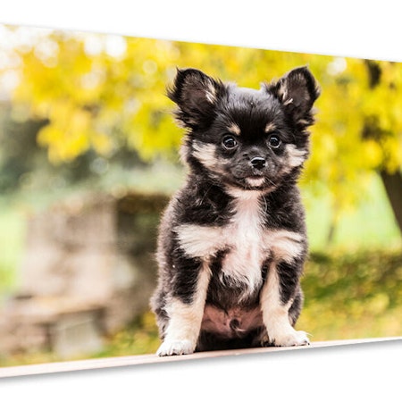 Ljuddämpande tavla - cute chihuahua puppy