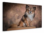 Ljuddämpande tavla - chihuahua portrait