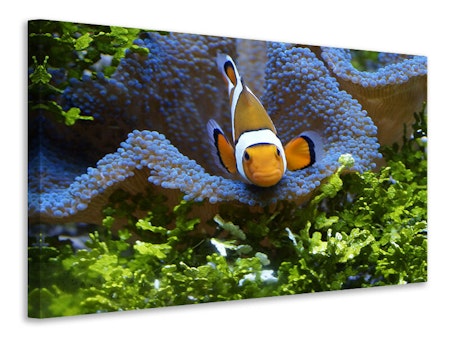 Ljuddämpande tavla - cute clownfish