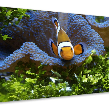 Ljuddämpande tavla - cute clownfish