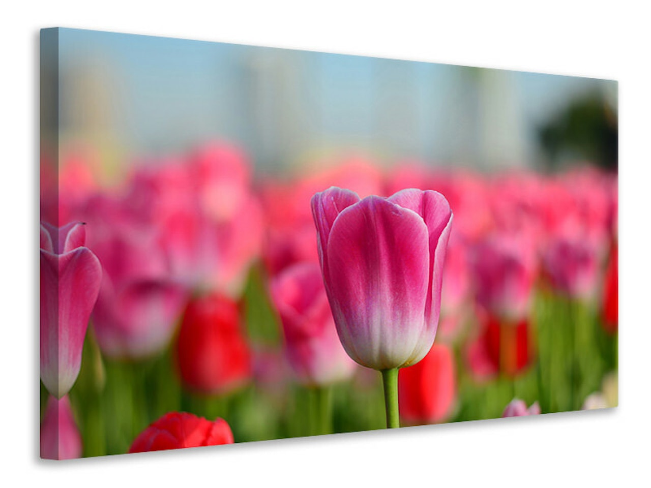 Ljuddämpande tavla - tulip field in pinkred