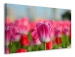 Ljuddämpande tavla - tulip field in pinkred