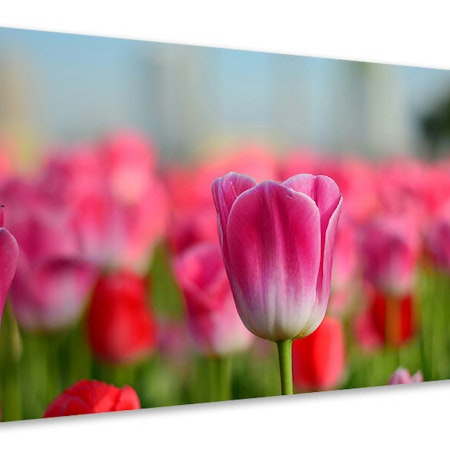 Ljuddämpande tavla - tulip field in pinkred