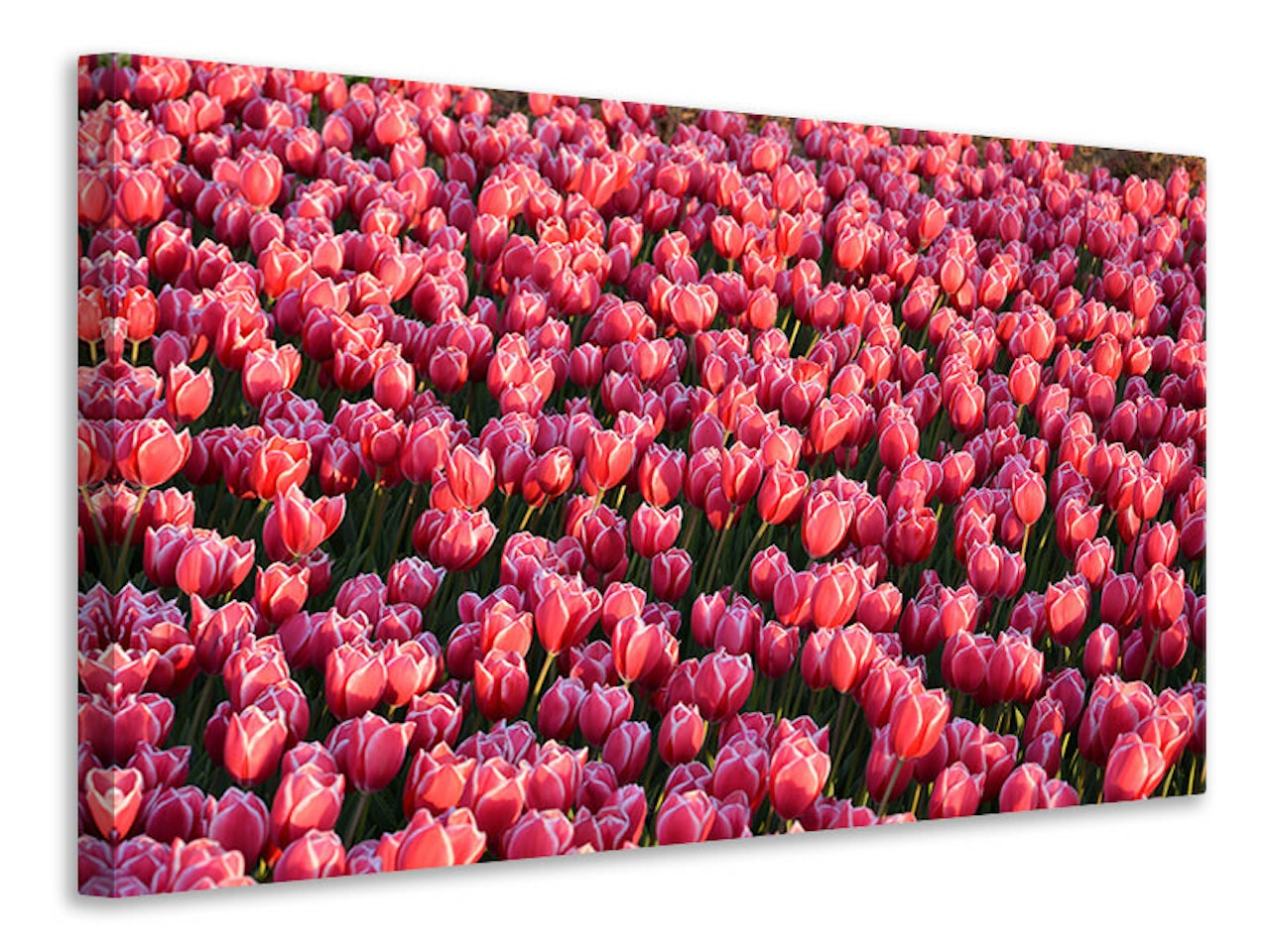 Ljuddämpande tavla - lush tulip field